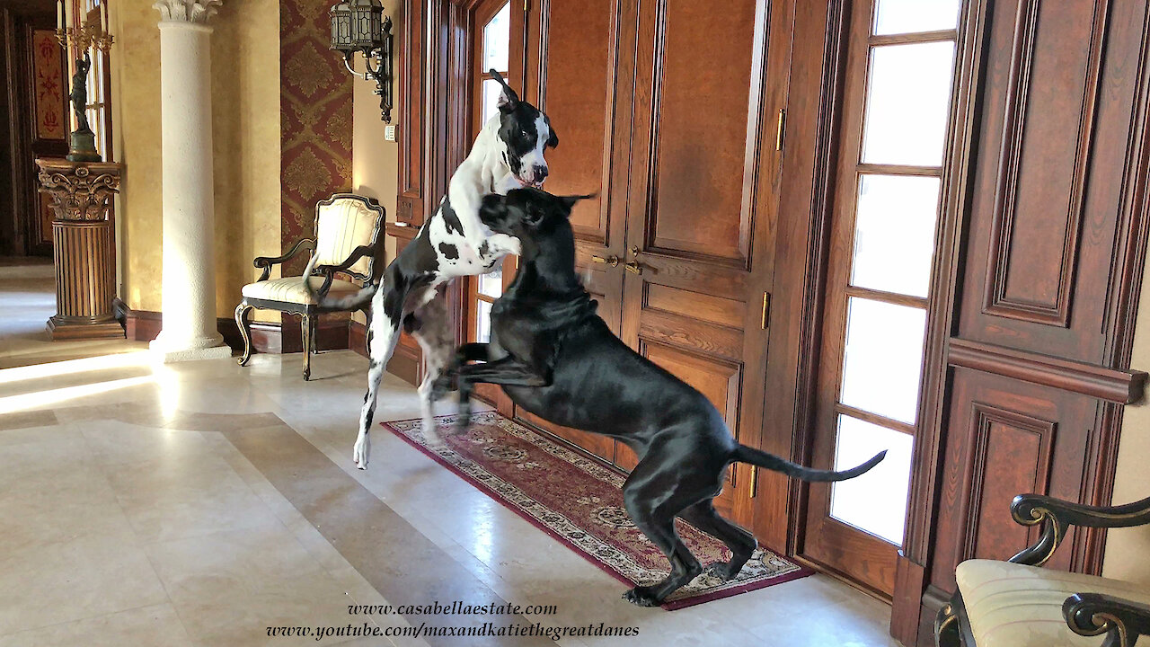 Funny Dancing Great Dane Watch Dogs