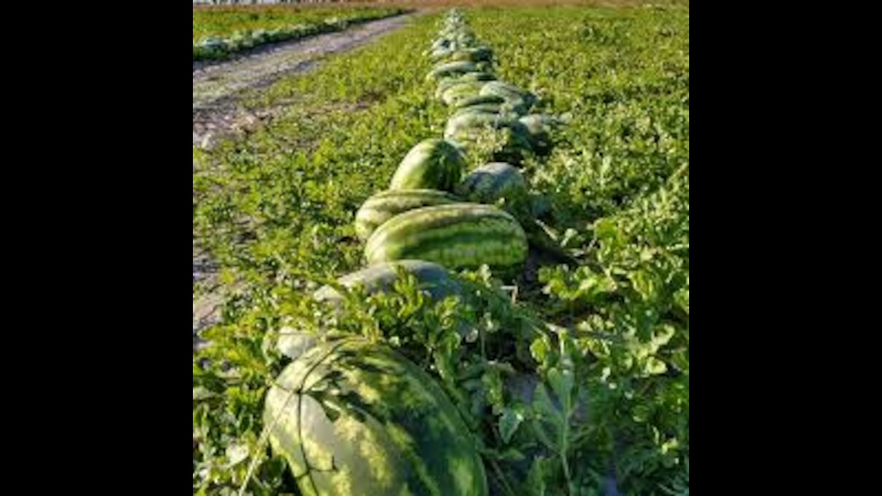 carrying watermelon on the truck