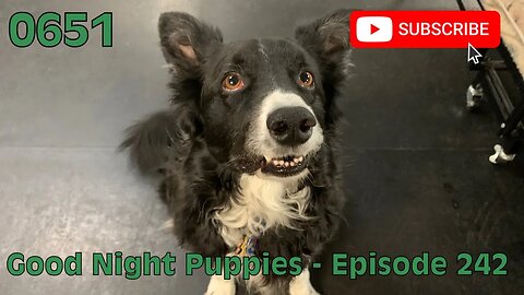 [0651] GOOD NIGHT PUPPIES - EPISODE 242 [#dogs #doggos #doggies #puppies #dogdaycare]