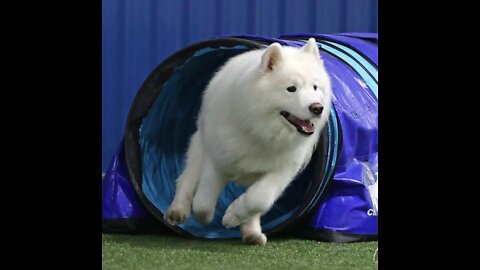 Reuben the Samoyed