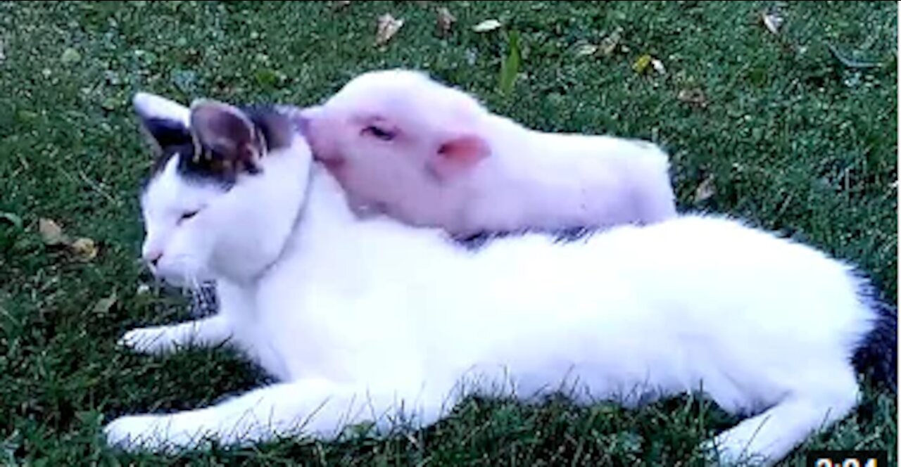 Cute Cats and Pigs become best friends 🐷😺 Funny Cat Videos