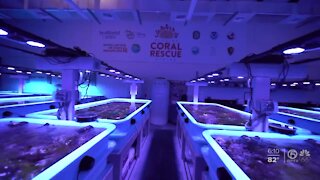 Florida Coral Rescue Center provides hope for future of reef system