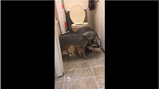 Unlikely animal friendships: Fox & raccoon wrestling match!