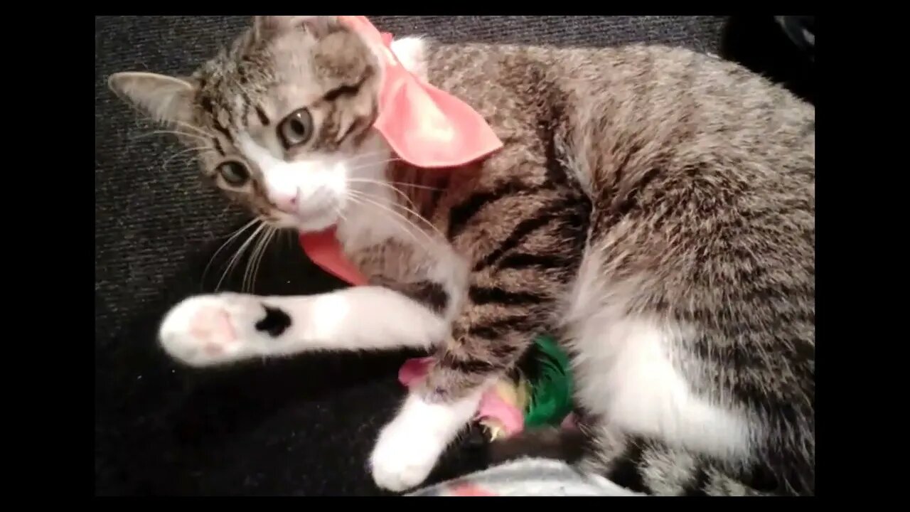 A Cute Little Fluffy Cat