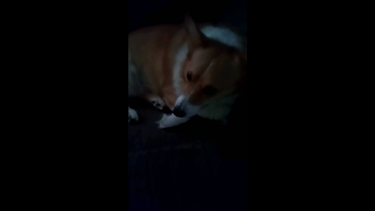 Tired corgi