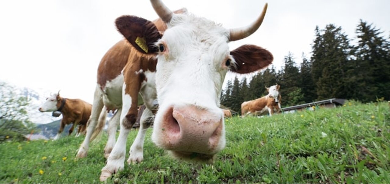Best Cow Sound Effects with Video
