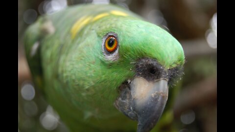 #green parrot