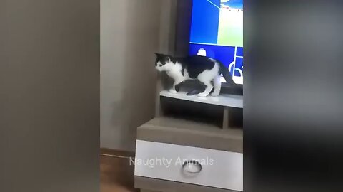 😺 cat funny video 😆😆 funny moments 😄