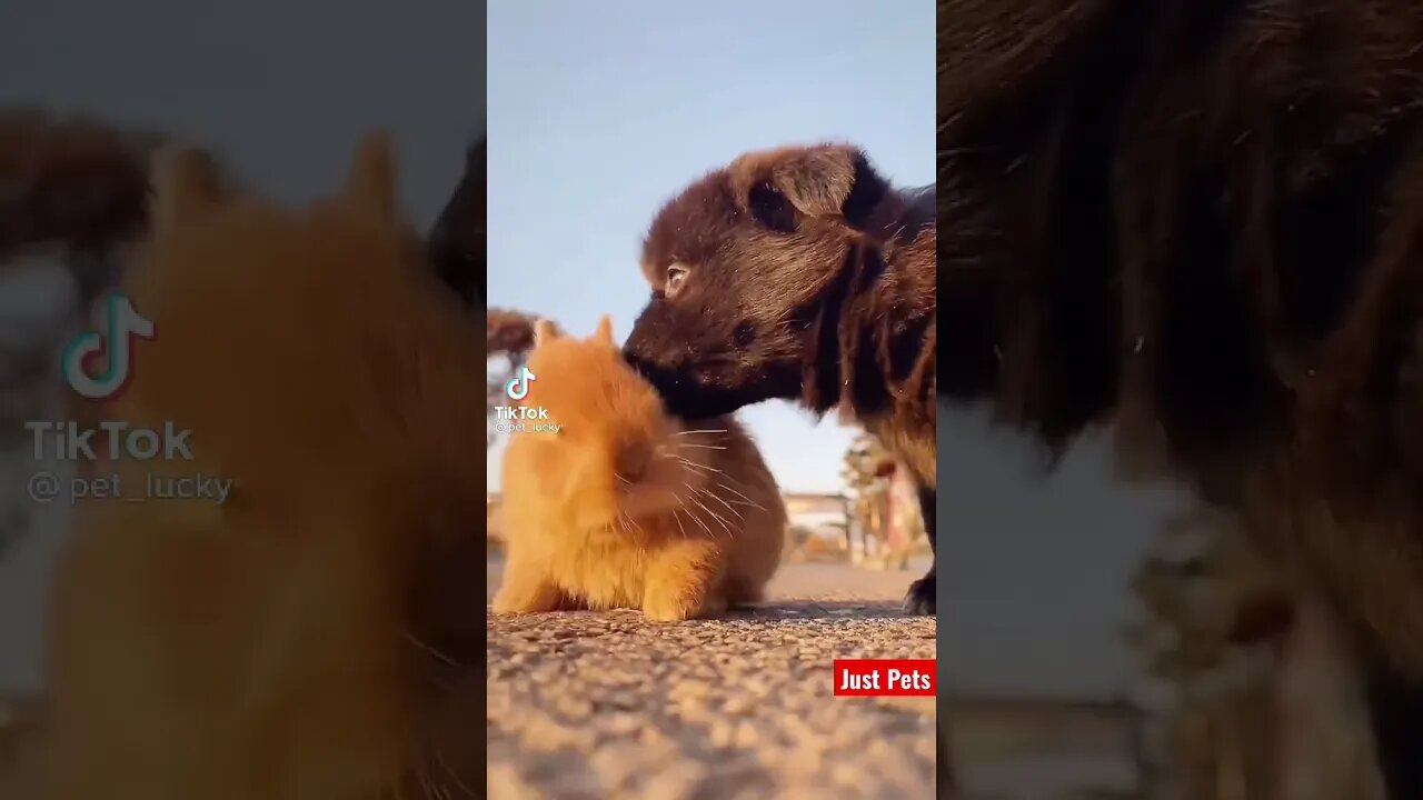 Cute puppy & bunny Love #shorts #cute #viral #tiktok #funnyanimals