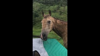 Arthur the rescue horse loves coming up to see what we do indoors, too cute