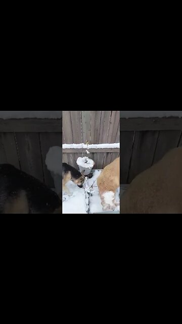 Dogs Took Over The Garden #shorts #shepsky #itscorn #cute