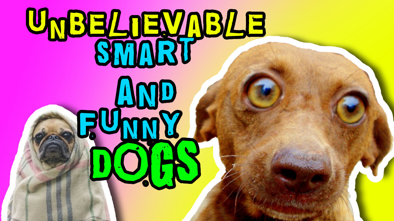 unbelievable smart and funny dogs