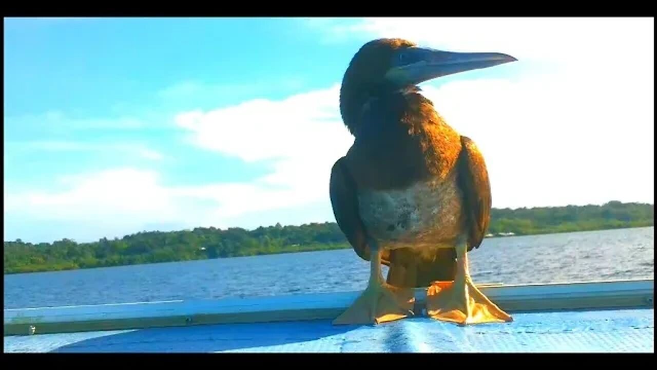 Updates Are For the Birds