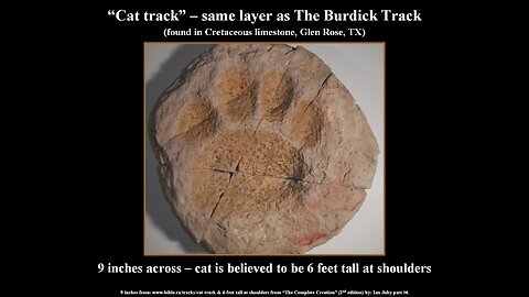 Fossil Cat Track