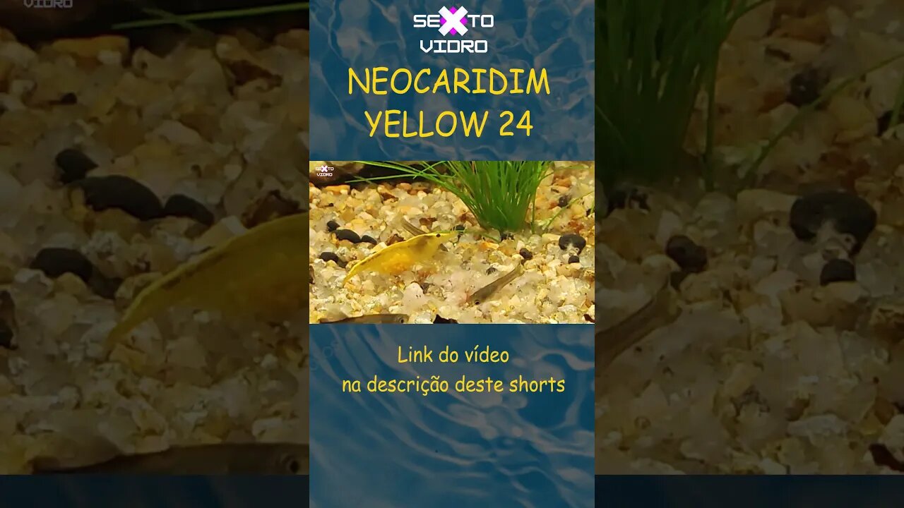 NEOCARIDIN SHRIMPS YELLOW 24K #shorts