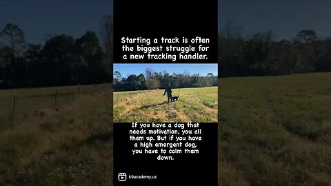 Tracking - Full video on my page #dutchshepherd #tracking #dogtraining