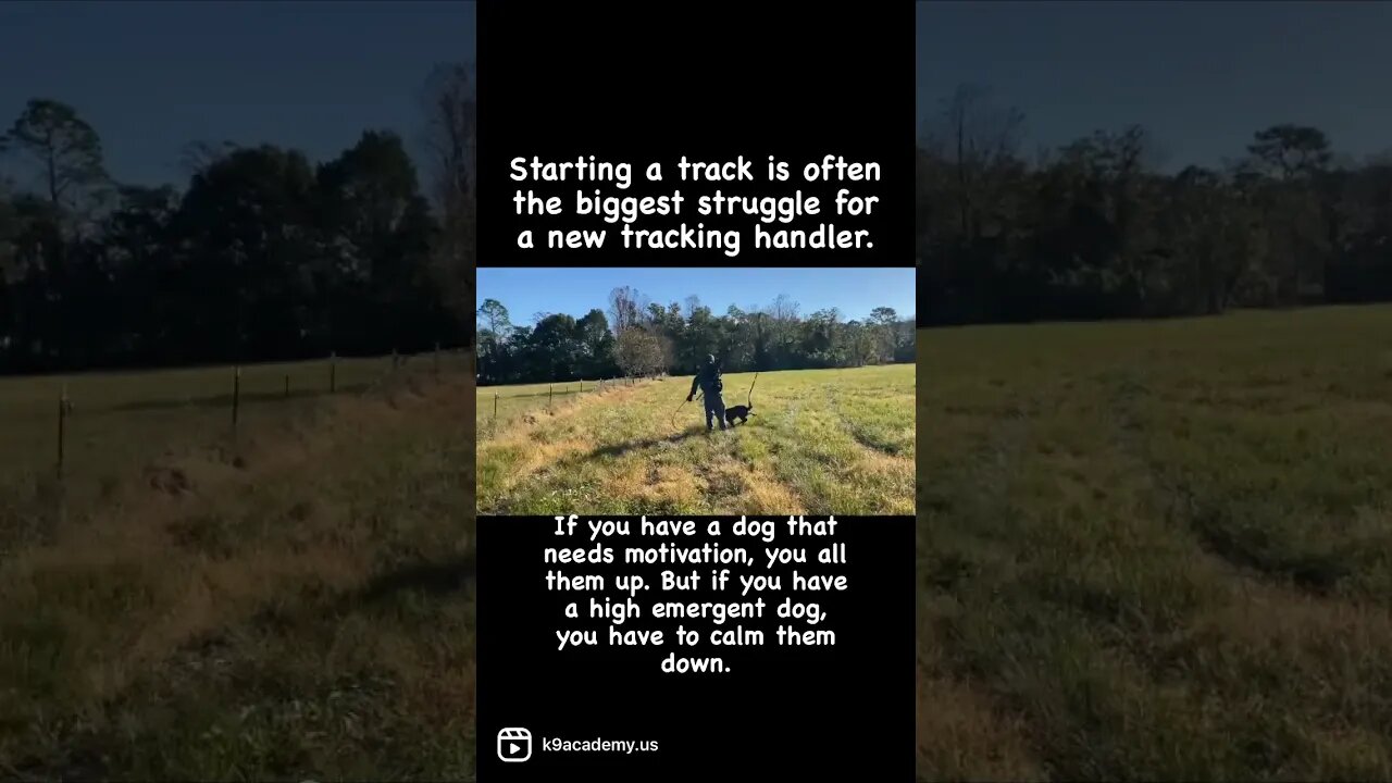 Tracking - Full video on my page #dutchshepherd #tracking #dogtraining