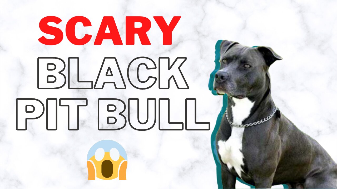 scary black pit bull