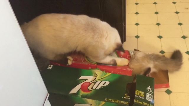 Two Cats VS One Cardboard Box