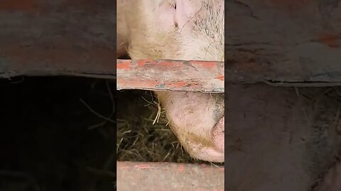 Chewing through a metal gate, come on Pig Newton. Boars are a pain!