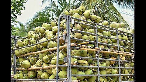 One of the largest coconut producer