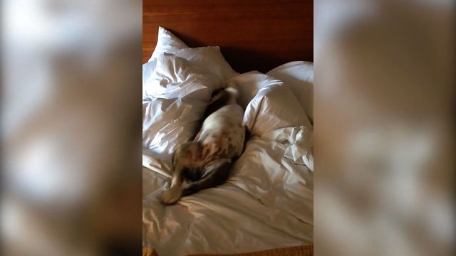 Despite His Owner's Urges, This Sleepy Pup Refuses To Wake Up