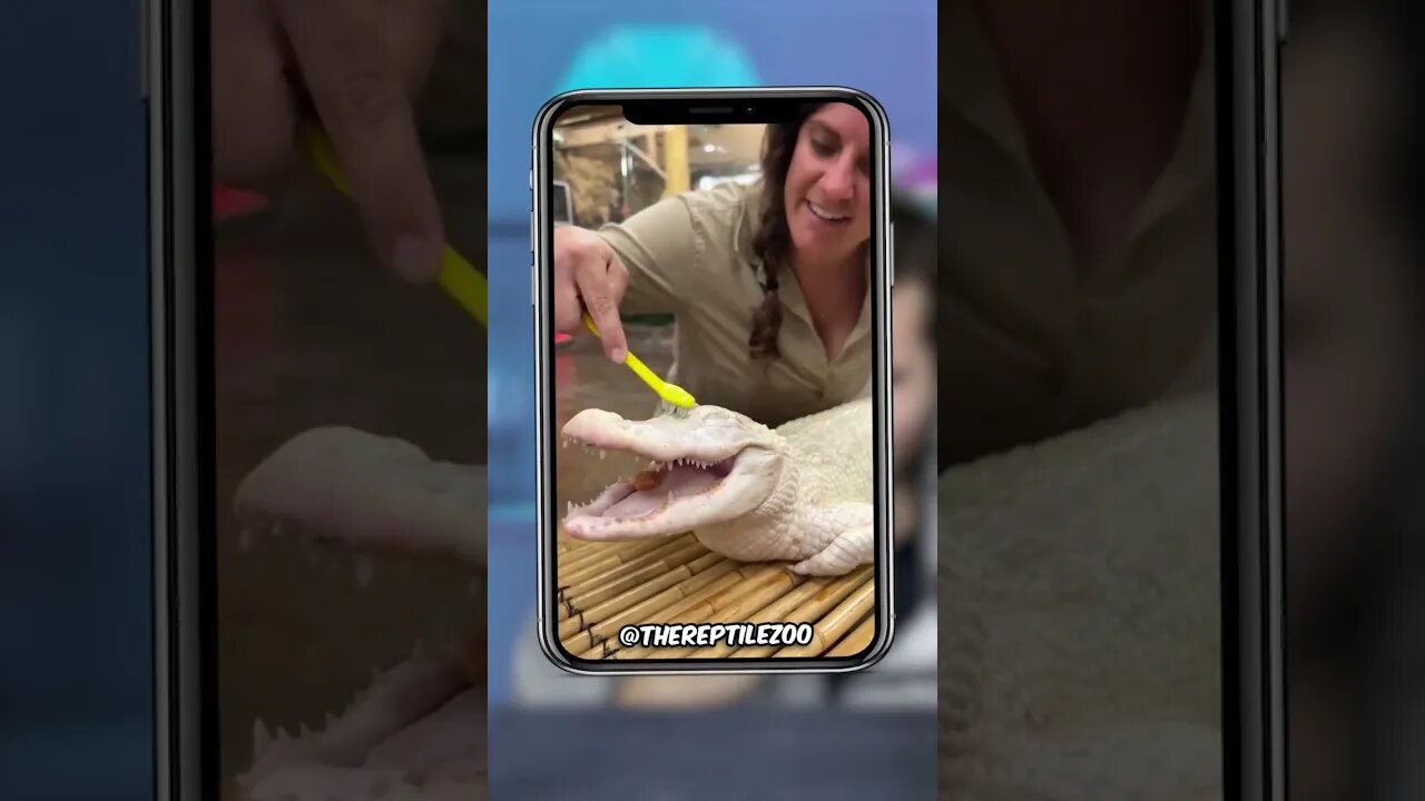 Albino Crocodile!