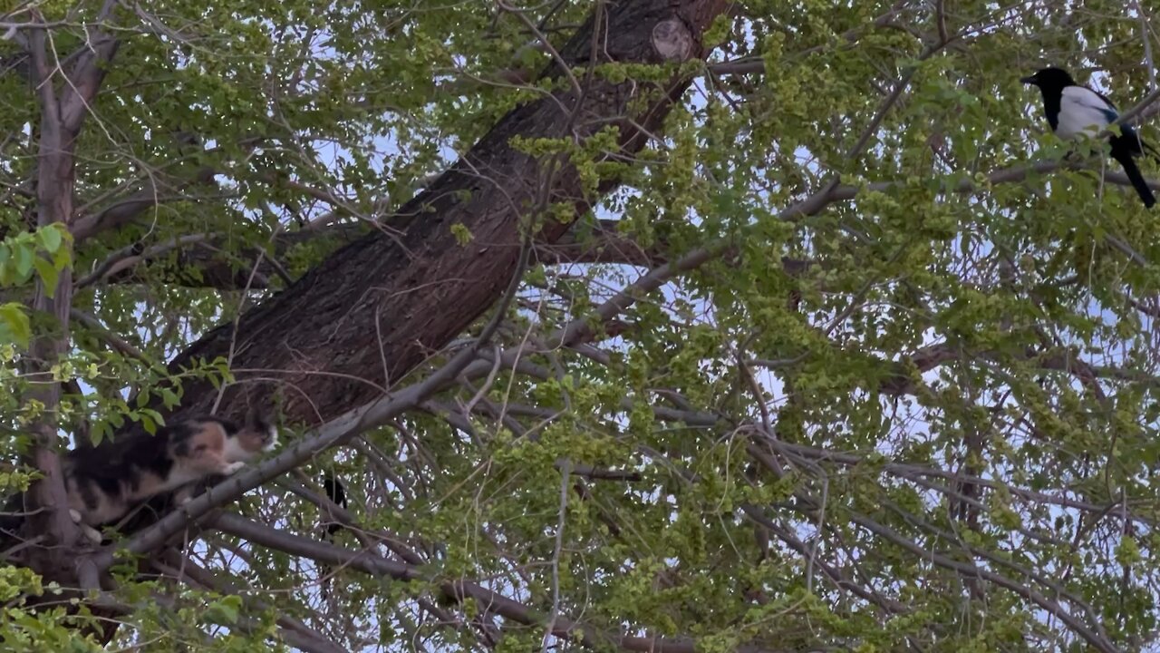 Cat 🐱 tries to eat a magpie