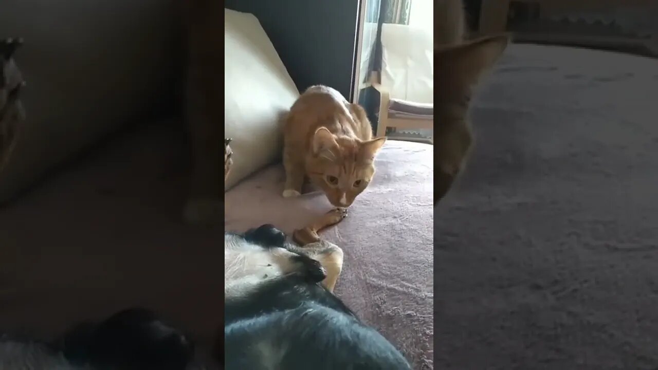 That moment when you want to sleep and she want to play💯👌😂 #shorts #shortsvideo #dog #cat