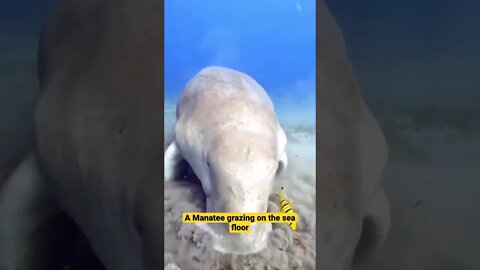 A Manatee grazing on the sea floor