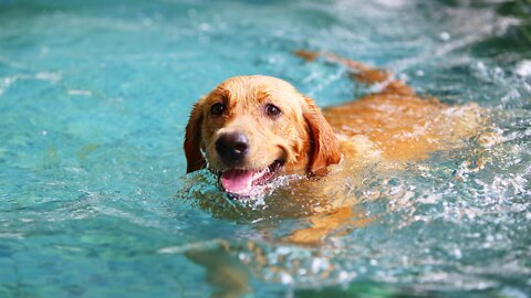 Teaching my dog how to swim