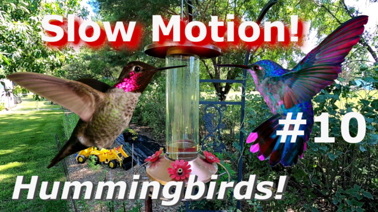 JEDI Speed Hummingbird FAMILY FIGHT Cam Slow Motion Beautiful Birds in flight #10