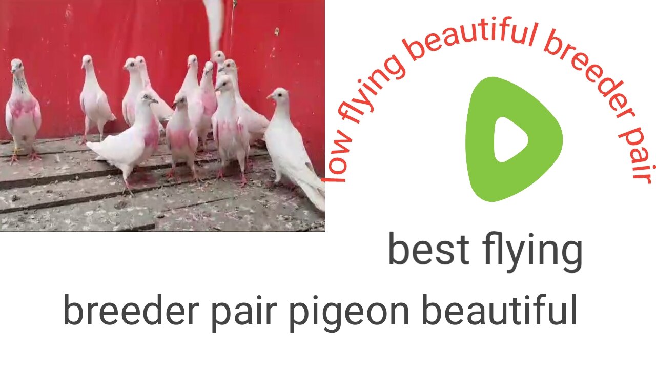 Low flair beautifully best flying breeder pair sweet