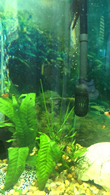 Intro to Calm day at the tank