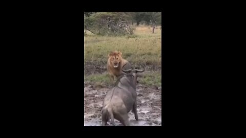 Wilderbeest VS a Lion surprise 😮 😳