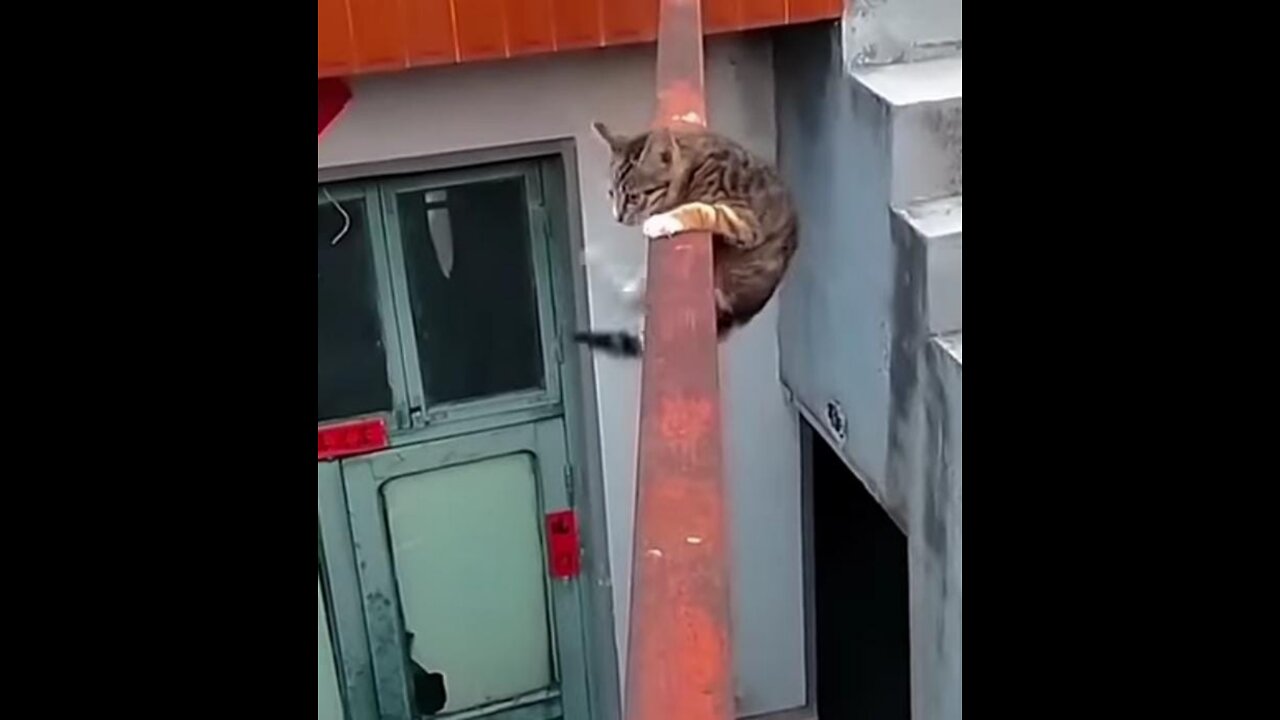 Fearless cat