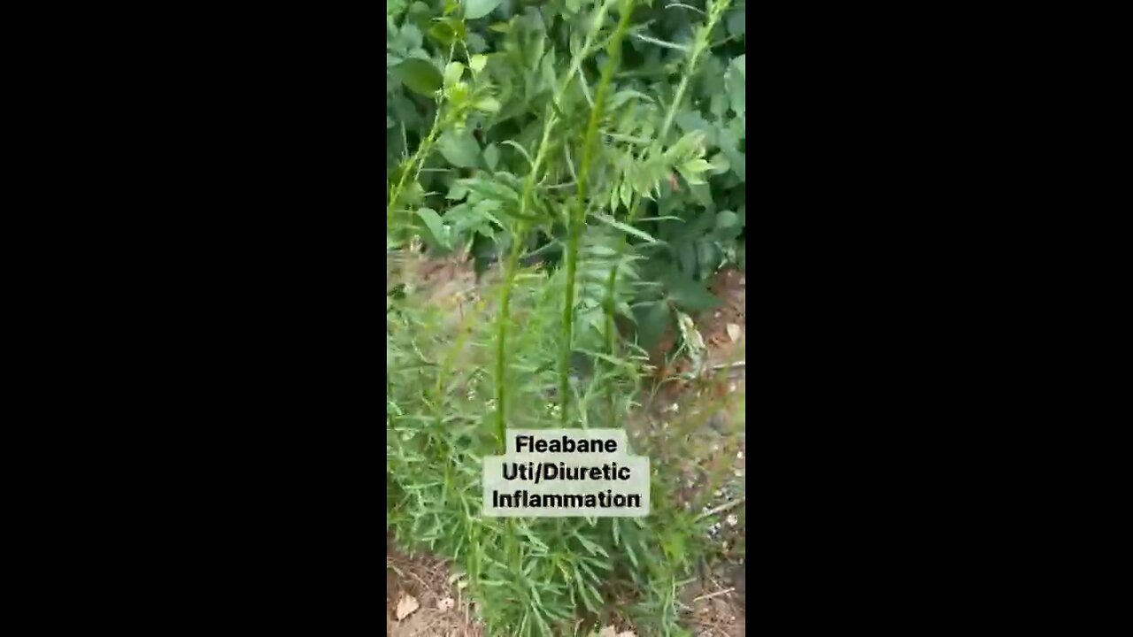 An Herb For Utis Thats Also A Diuretic- Ep. 36