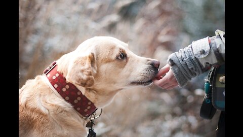 dog of the princess