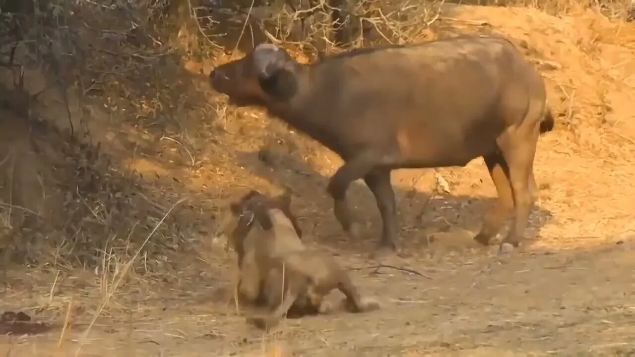 Lion 🦁🦁 vs wild animals||