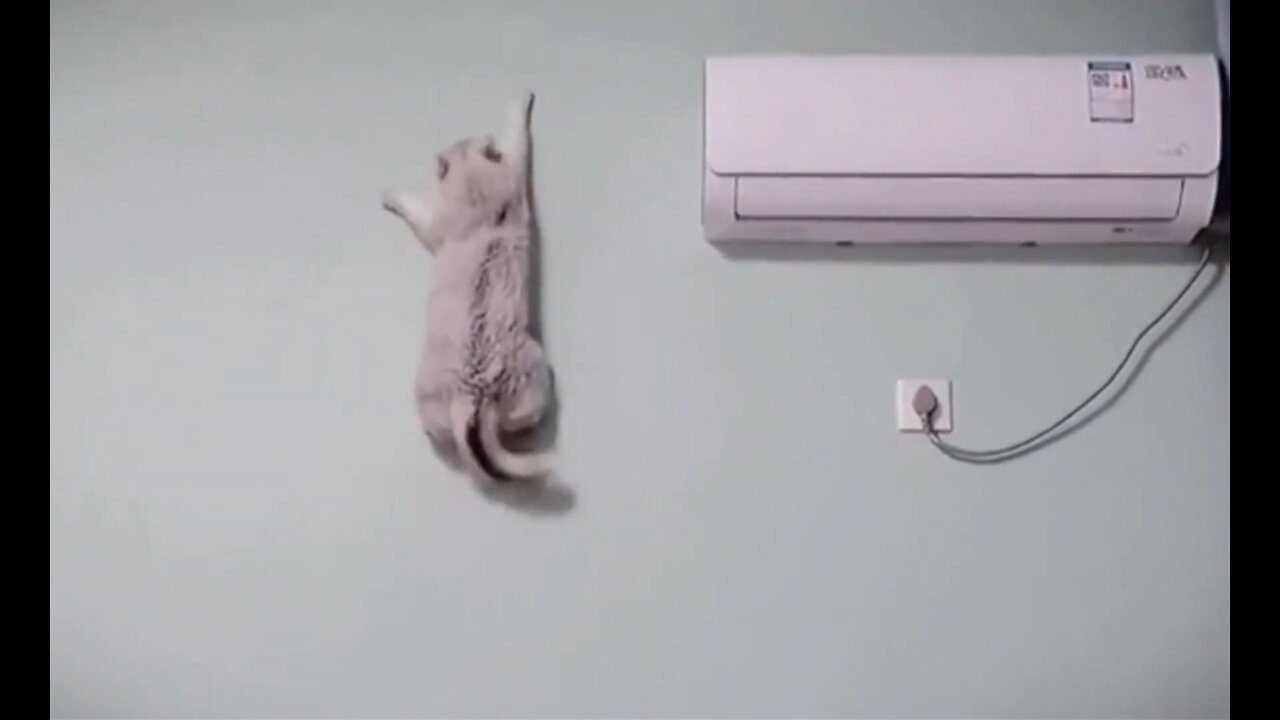 Spider-Cat : Funny Cat, Cute and So Adorable