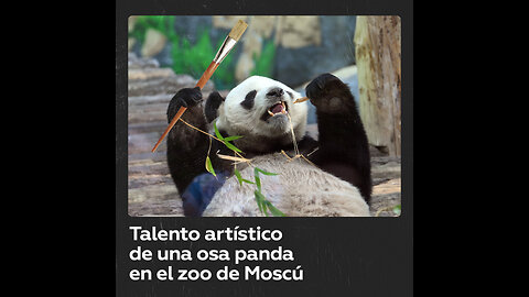 Panda Ding-Ding pinta sobre lienzo en el zoológico de Moscú