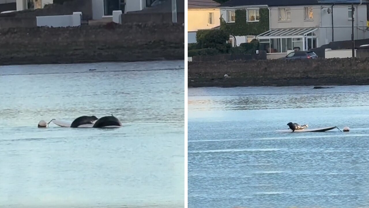 Astonishing footage shows two seals surfing in Ireland