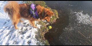 Adorable Doggy Not Sure of Ice !