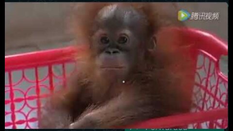Orangutan Conservation