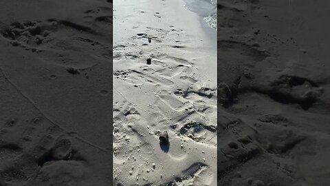 Beach Race!!!