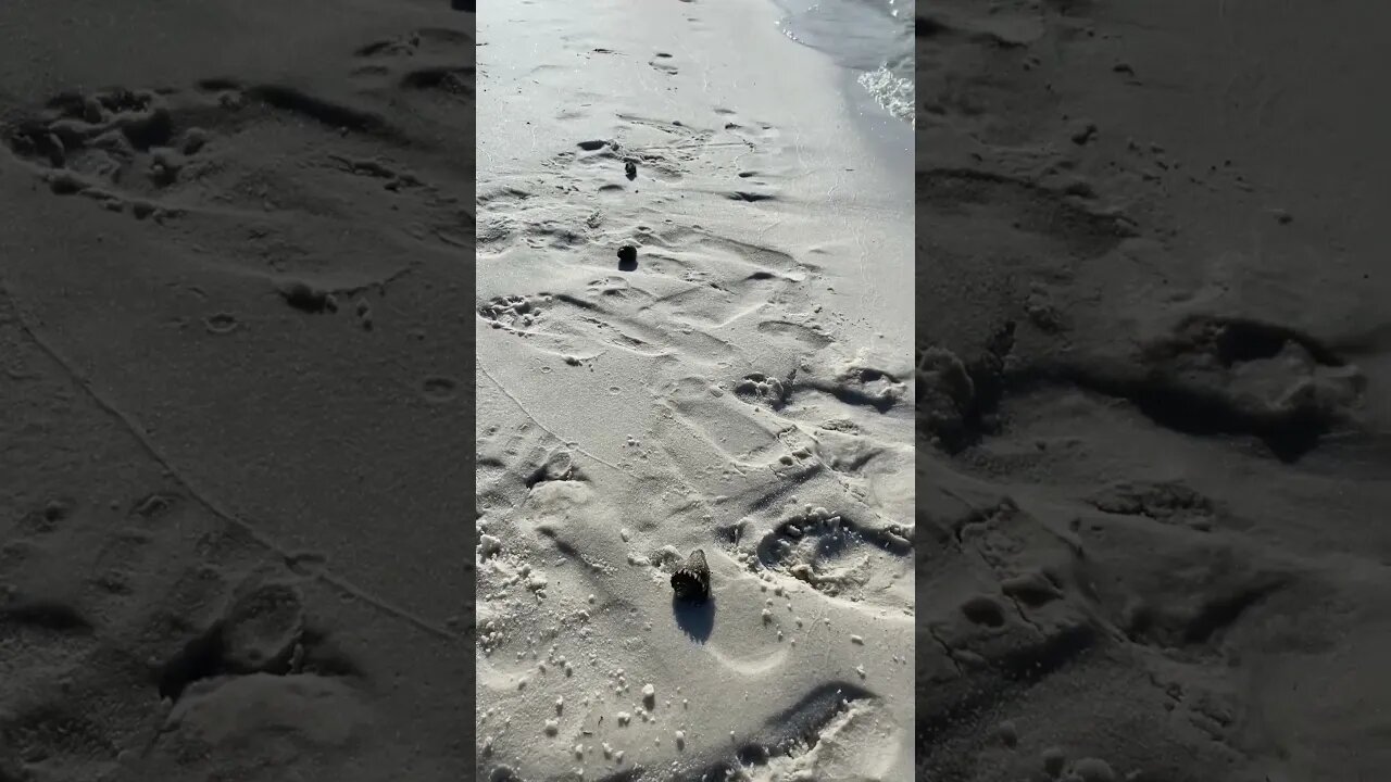 Beach Race!!!