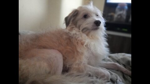 my happy puppy