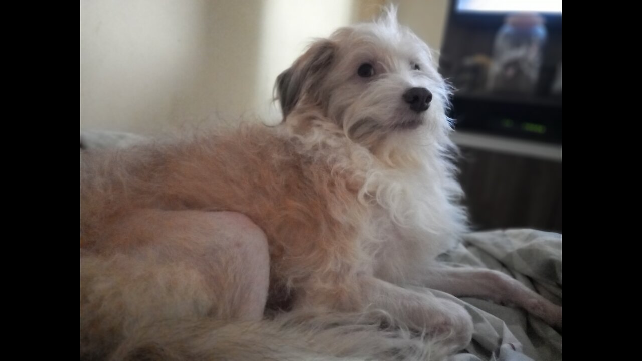 my happy puppy
