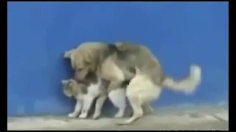 Funny dog and cat sex seen