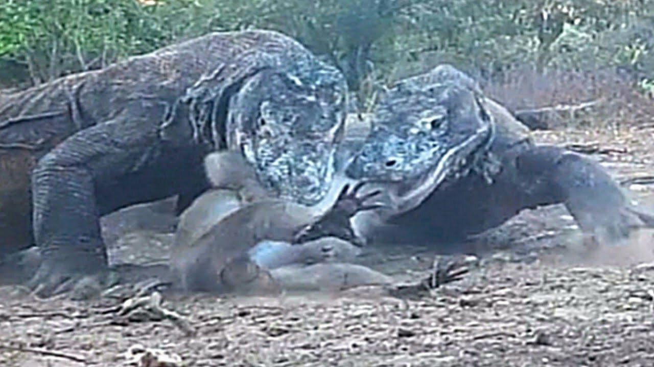 Komodo Dragon 🆚 Poor Wild Monkey🐒